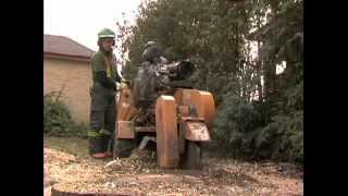 How to remove a tree stump | Cohen and Master