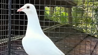 Pigeon training for tournament