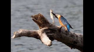 Eisvogel an der Mulde mit Beute, Fisch wird betäubt _ Vogelbeobachtung #kingfisher