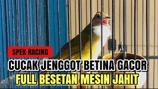 MASTERAN INCARAN JURI,CUCAK JENGGOT GACOR FULL BESETAN MESIN JAHIT,COCOK BUAT MASTERAN CUCAK IJO