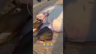 Stingray fish 🐙🐠 birth little baby 😘# back to the sea🌅🛥️ #shortsviralvideos