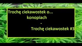 Trochę ciekawostek o... konopiach | Trochę ciekawostek #3