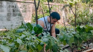 My Province Life in Thailand🇹🇭 // Planting Eggplant🍆