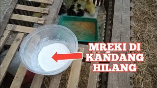 MENGHILANGKAN GUREM DI KANDANG TERNAK