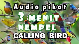 Pikat untuk semua burung kecil//suara burcil ribut ampuh untuk pikat.