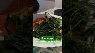 My husband is sick so I boil this ampalaya(bittermelon leaves)as an antibiotic