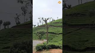 Beauty of OOTY Part 7 | #hasifb  @Havealook-gu9fc Coonoor tea gardens #coonoor  #ooty