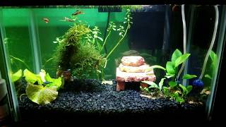 5 gallon nano freshwater planted tank.