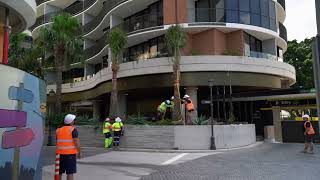 South City Square - Palm Installation