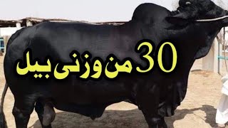 Visit Shahpur Kanjra Mandi Lahore Bakra Eid 2024 Kya Rate Chal Rahe Hain Dekhiye