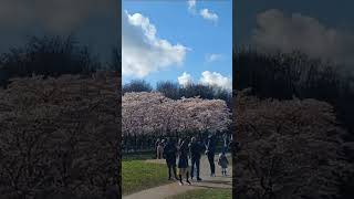 Cherry blossom 🌸#netherlands #amstelveen #amsterdamtravel #flower #ekamfatehvlogs#satindersartaaj