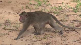 Monkey Eating Lotus Fruits From Tourists