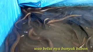 Belut nya banyak yang babon!! belut mamuju tengah!Sulawesi Barat