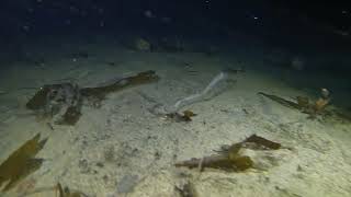 Redondo Beach Night Dive