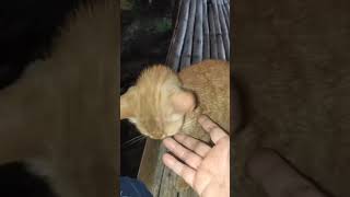 Si oyen kucing  yang jinak part³