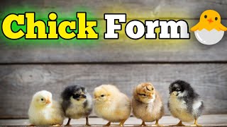 Chicks Form 🥚🐣🐥 || First Day Chicks in the Form || JS Prince Motor And Vlogs