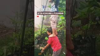 PETIK BUAH TIN DARI POHON LANGSUNG, jika pohonnya tinggi, ini yang dilakukan abang & adek lg akur