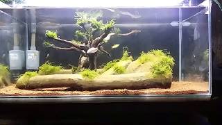 My 8g rimless tank