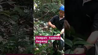 TEMPAT TUMBUH SAYURAN SEPANG DI HUTAN