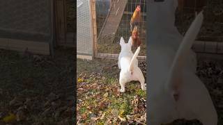 Bull Terrier & Chickens 🌾🦍🐓 #AkcRegistered #ChosenSheep #ChosenSheepKennels #SaintLouis #Rooster