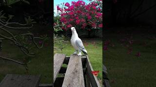 Silvernet Pigeon #fyp #fancypigeon