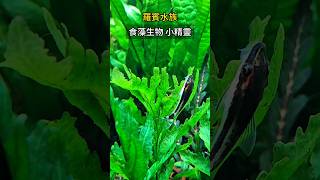 水草缸食藻生物 小精靈