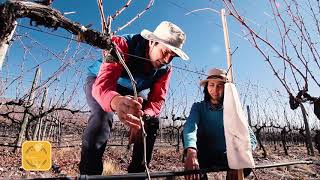 Los mugrones: ¿qué son, para qué sirven y cómo se hacen?