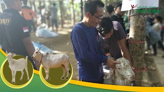 SIIHA Berqurban l sekolah islam ibnu hajar l idul adha 1440 H