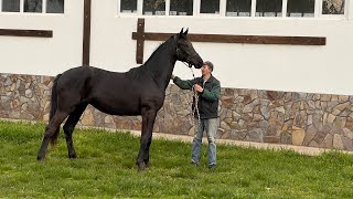 filly Madeira (Morricone-Borispol) 2 y.o. Oldenburg