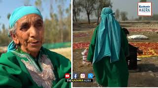 Kashmiri Mirchi : The Traditional Art of Drying Kashmiri Chillies in the Sun