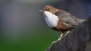 Vogelbeobachtung in den Paderquellen_Paderborn