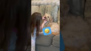 Doodle Doggie Tales- Part 70 “The Things I Do For Sister🤣” #shortvideo #dogs #love #family #shorts