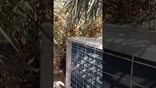 खजूर के बागान में आउटडोर है #hvac #hvactechnician #youtubeshorts #hvactech