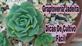 Graptoveria Jadeita # Dicas De Cultivo Fácil