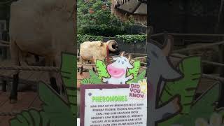 DOMBA GARUT TANDUKNYA BESAR 🐏🐑 #shortvideo #zoo #cimorydairylandpuncak #domba #sheep