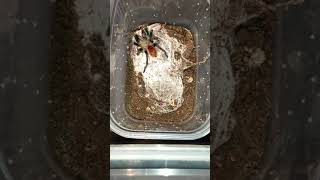 ⚠️ Chromatopelma cyaneopubescens 🕷️ FEEDING 10 🥧 #tarantula #vogelspinnen #tarantulafeeding