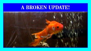 An Update on "Broken", the Deformed Comet Goldfish.