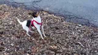 Toy Fox Terrier Goes Squirrel Crazy!