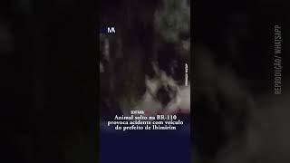 Animal solto na BR-110 provoca acidente com veículo do prefeito de Ibimirim