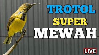 🔴SUPER MEWAH, SOGON TROTOL NEMBAK MEWAH