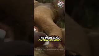 Heartwarming Rescue of Injured Elephant Trapped by a Rope in the Forest