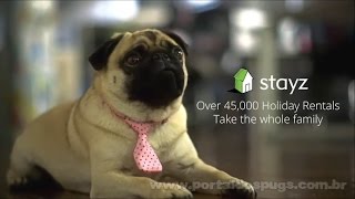 Stayz - "Down To Business" - Comercial de TV - Propaganda com Pug