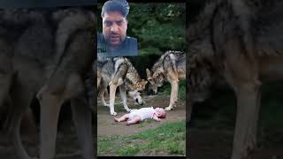 wolf and baby #baby #wolf #danger #subscribe #trending #love #shoorts