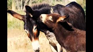 Burro pirenaico Âne des Pyrénées como asno rebuznando sonidos del rebuzna gritando sonido ruido le x