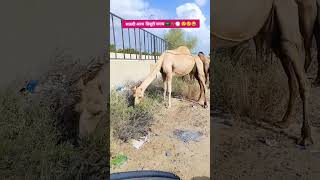 Saudi Arabia 🐪🐫charane ki p..... #youtubevideo #subscribe #animals #sorts