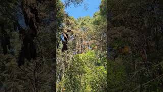 Monarch Butterflies : Mariposa Monarca Mexico 01/2023 #mexico #monarca #monarch #mexicotourism