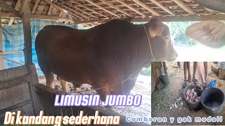 LIMOSIN SUPER JUMBO ‼️ Sapi jumbo Rawatan peternak tradisional || Comboran y gk modall banget