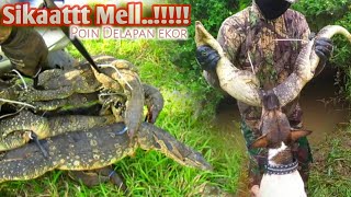 Berburu biawak bersama MELLY si pengendus jitu