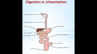 Food Part 3 Digestion or Alimentation|Learn Why Digestion or Alimentation is on the Rise