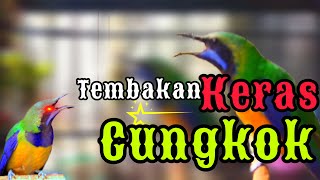 🔴TEMBAKAN KERAS BREN NGEROLL cucak cungkok